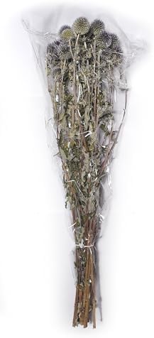 Natural Dried Echinops Blue Globe Thistle Bulk Pack 15 Bunches