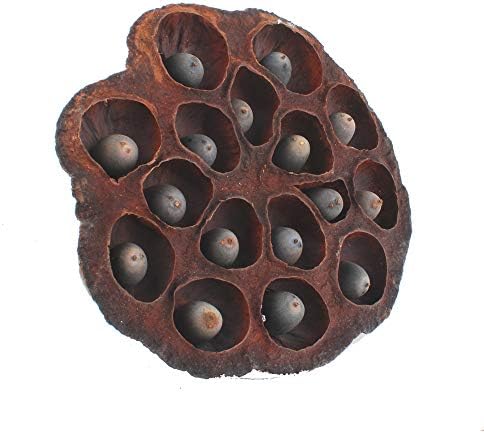 NWFashion 5PCS Decorative Artificial Lotus Pods with Seeds 6-8CM