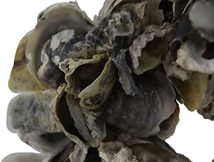 Natural Oyster Shell Accent Wreath 18 Inch
