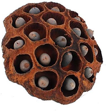 NWFashion 5PCS Decorative Artificial Lotus Pods with Seeds 6-8CM