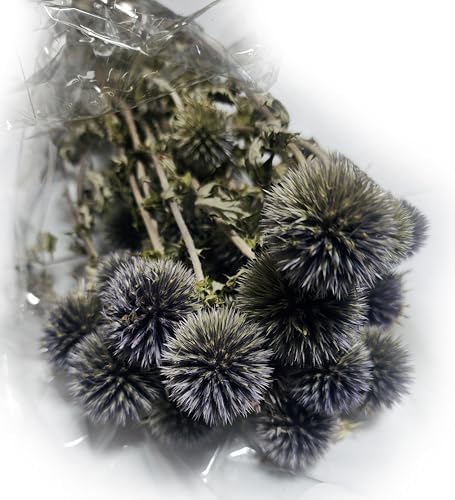 Natural Dried Echinops Blue Globe Thistle Bulk Pack 15 Bunches