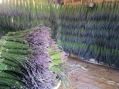 L Findlavender - Natural Dried Lavender Bundles 10 Pack