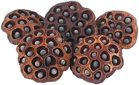 NWFashion 5PCS Decorative Artificial Lotus Pods with Seeds 6-8CM