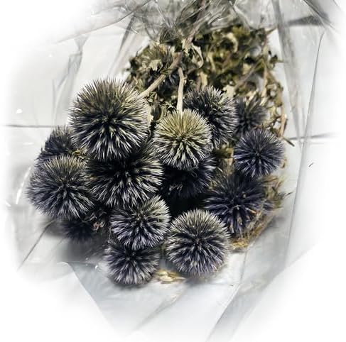 Natural Dried Echinops Blue Globe Thistle Bulk Pack 15 Bunches