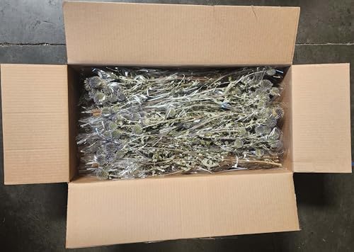 Natural Dried Echinops Blue Globe Thistle Bulk Pack 15 Bunches