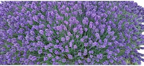 Lavender Flower Buds - Bulk - Culinary Crafting