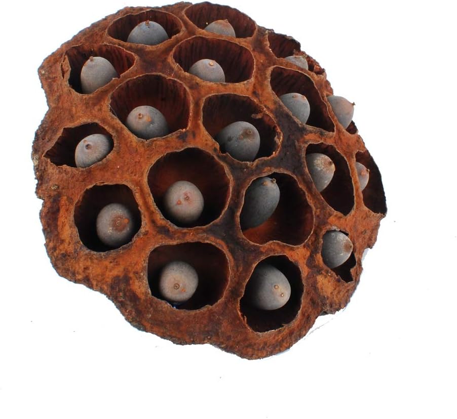 NWFashion 5PCS Decorative Artificial Lotus Pods with Seeds 6-8CM