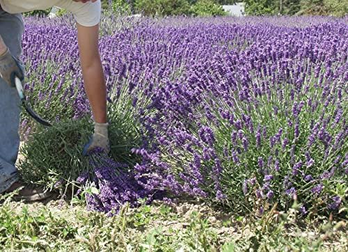 L Findlavender - Natural Dried Lavender Bundles 10 Pack