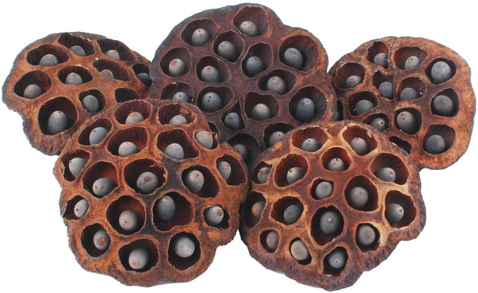 NWFashion 5PCS Decorative Artificial Lotus Pods with Seeds 6-8CM