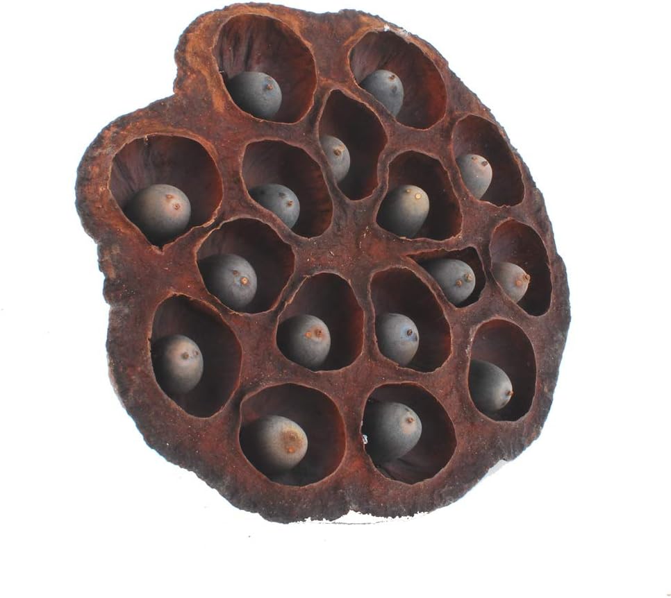 NWFashion 5PCS Decorative Artificial Lotus Pods with Seeds 6-8CM