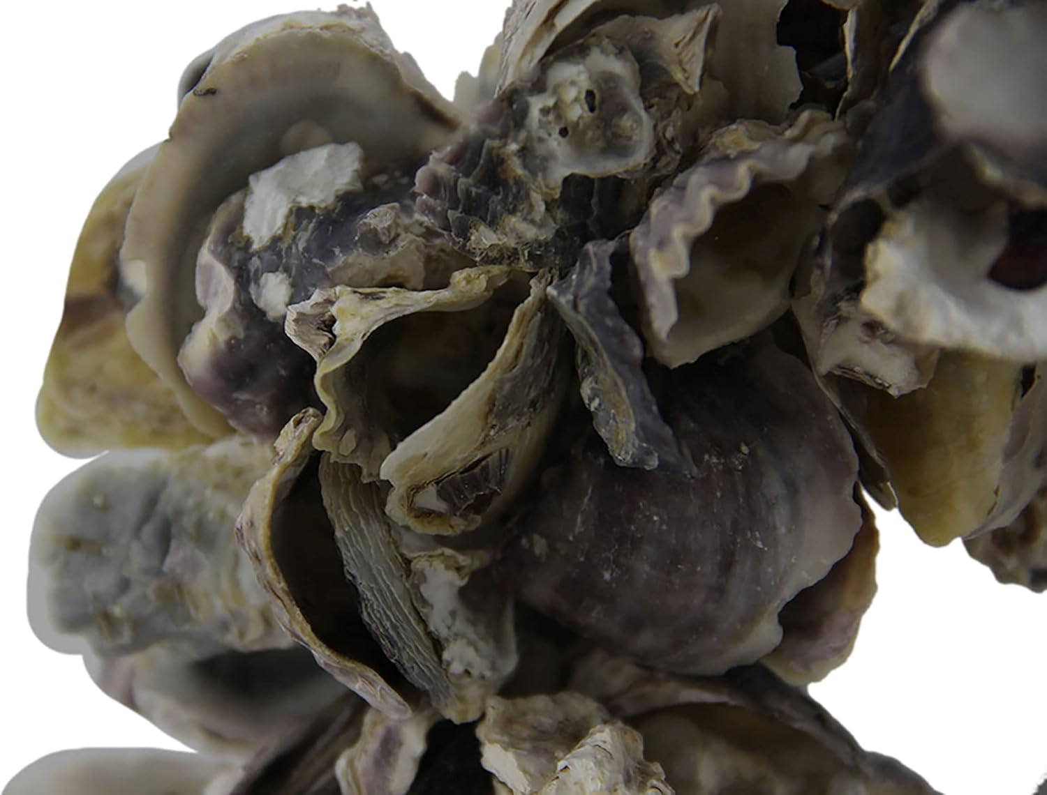 Natural Oyster Shell Accent Wreath 18 Inch