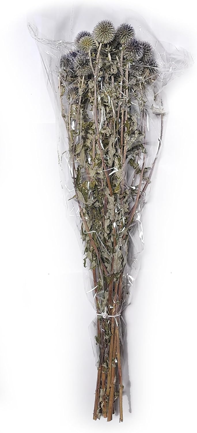 Natural Dried Echinops Blue Globe Thistle Bulk Pack 15 Bunches