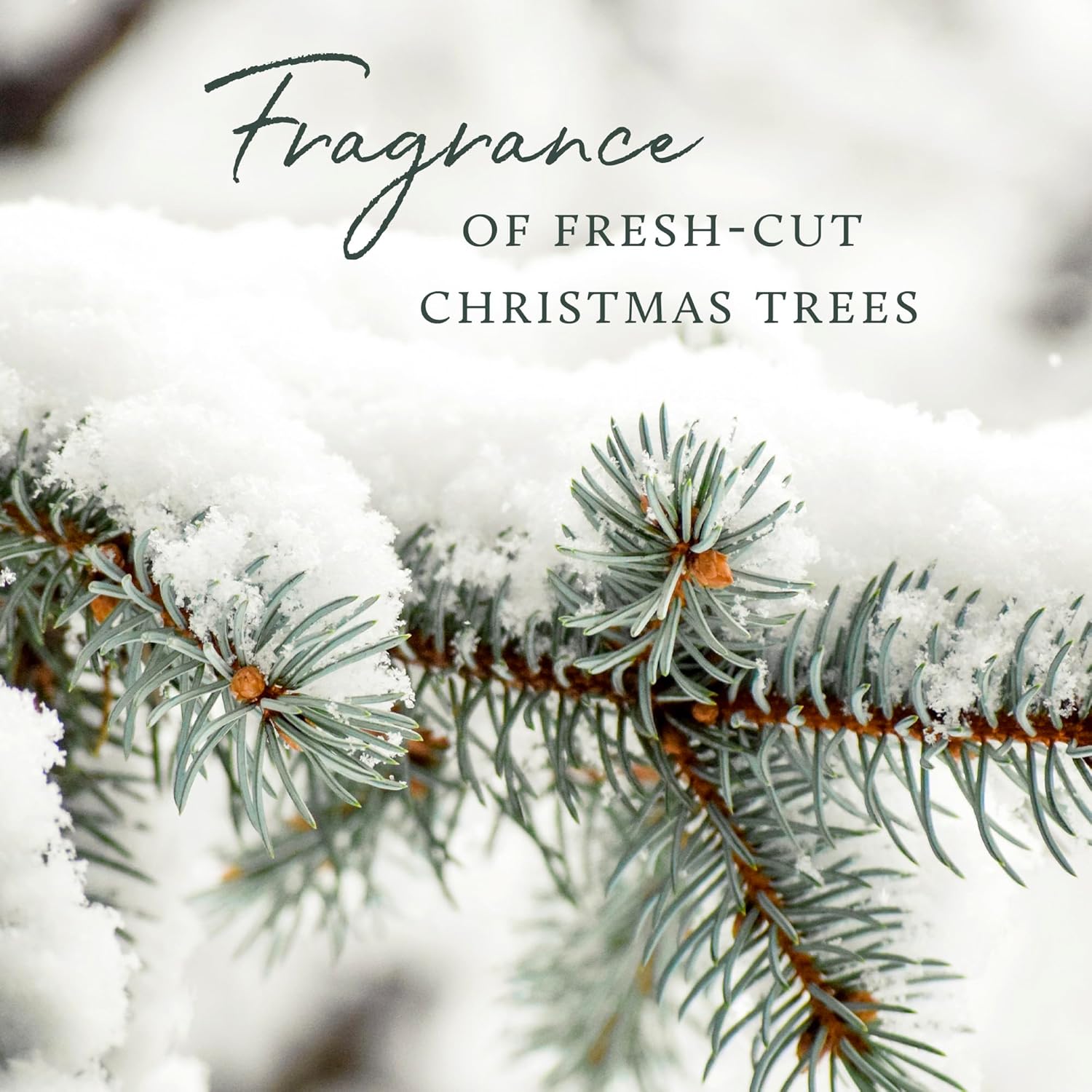 Thymes Frasier Fir Pura Diffuser Refills Pack of 2