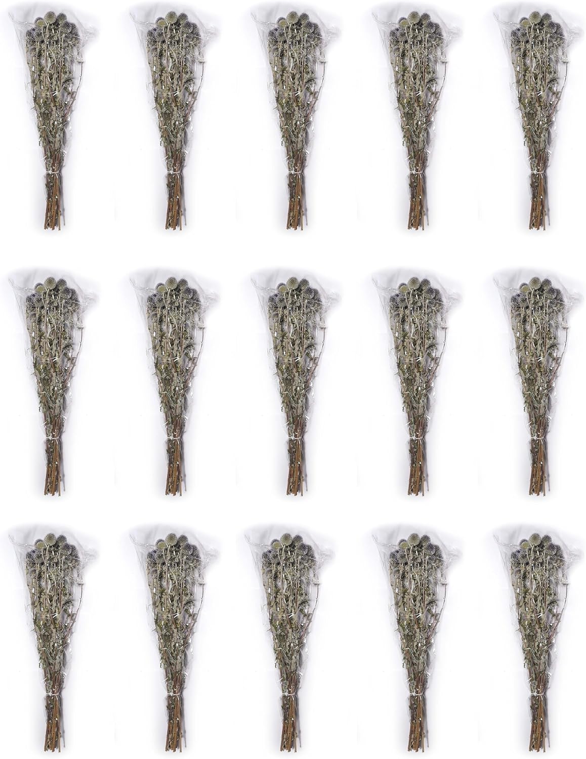 Natural Dried Echinops Blue Globe Thistle Bulk Pack 15 Bunches