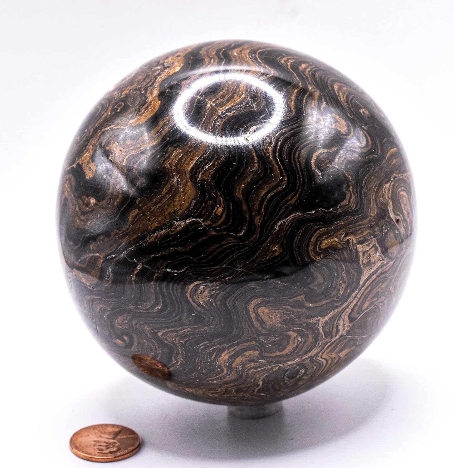 99mm Waved Black Brown Stromatolite Fossil Sphere with Stand