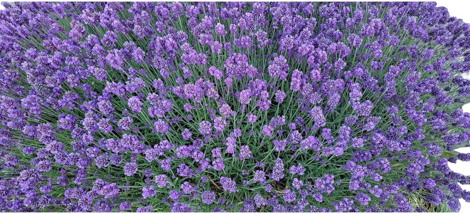 Lavender Flower Buds - Bulk - Culinary Crafting