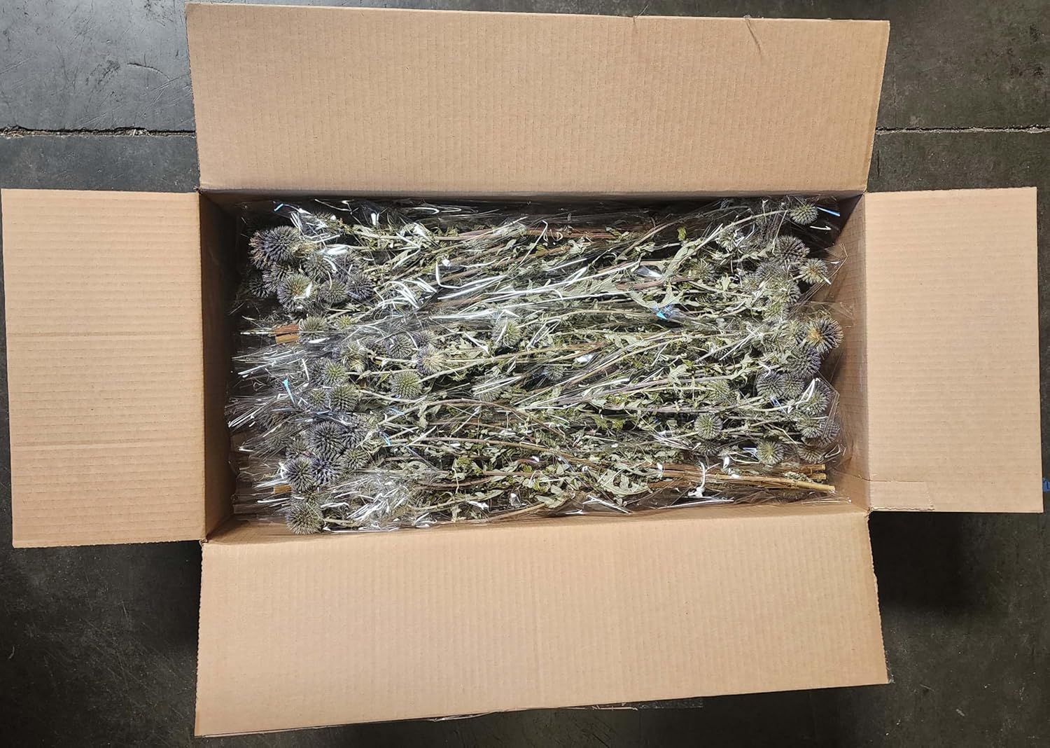 Natural Dried Echinops Blue Globe Thistle Bulk Pack 15 Bunches