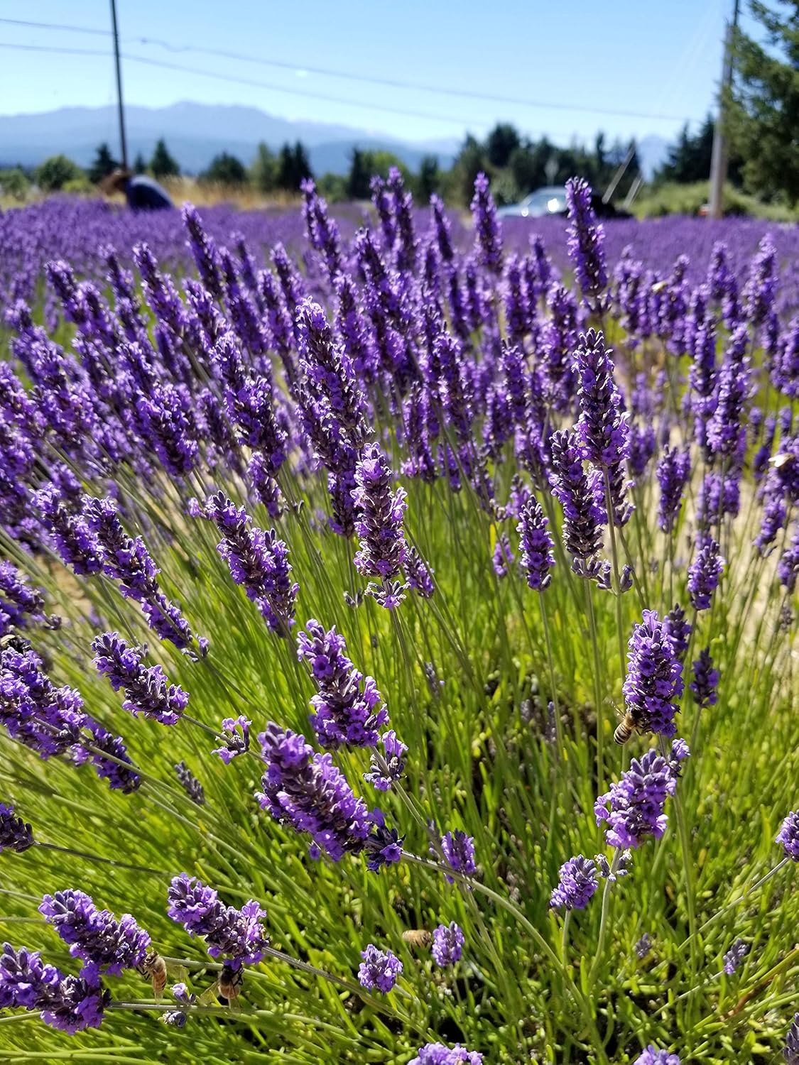 L Findlavender - Natural Dried Lavender Bundles 10 Pack