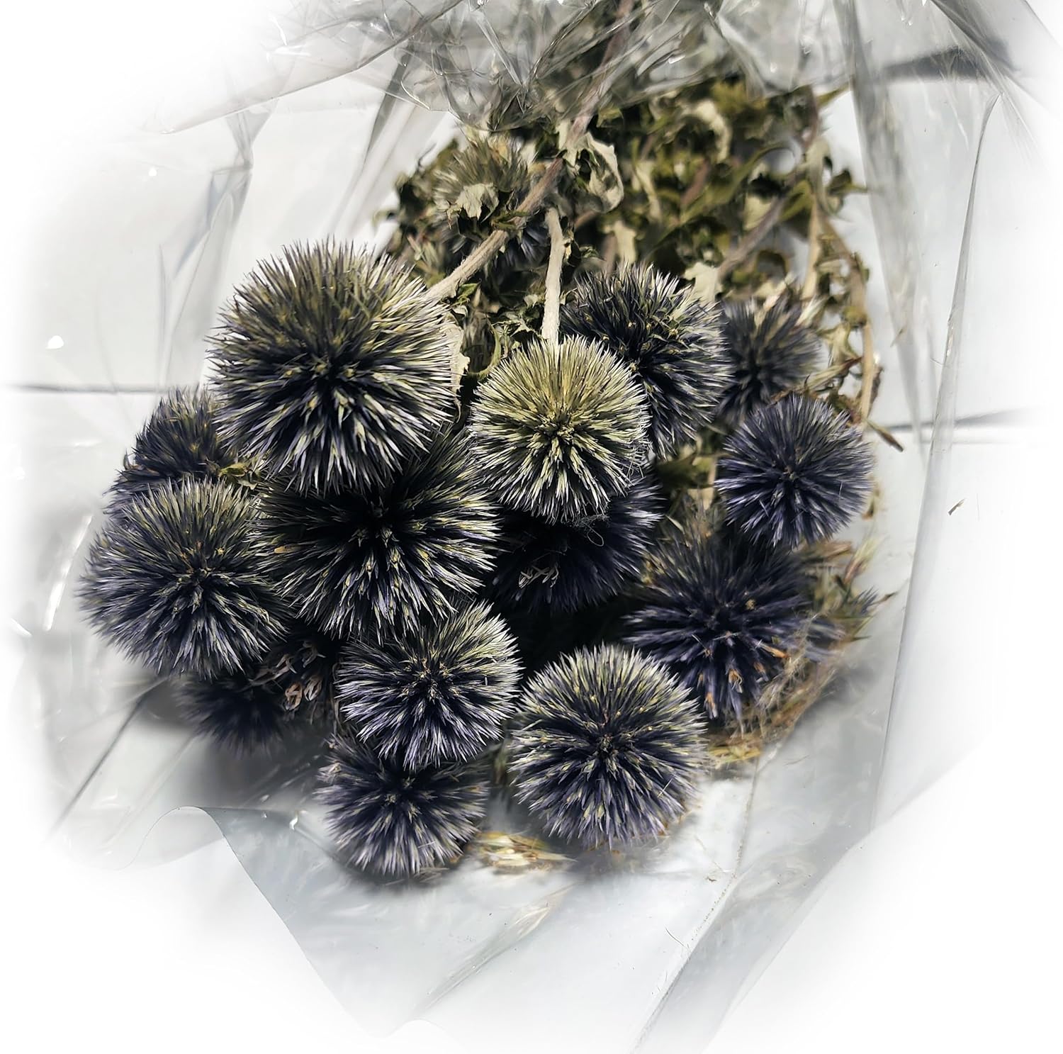 Natural Dried Echinops Blue Globe Thistle Bulk Pack 15 Bunches